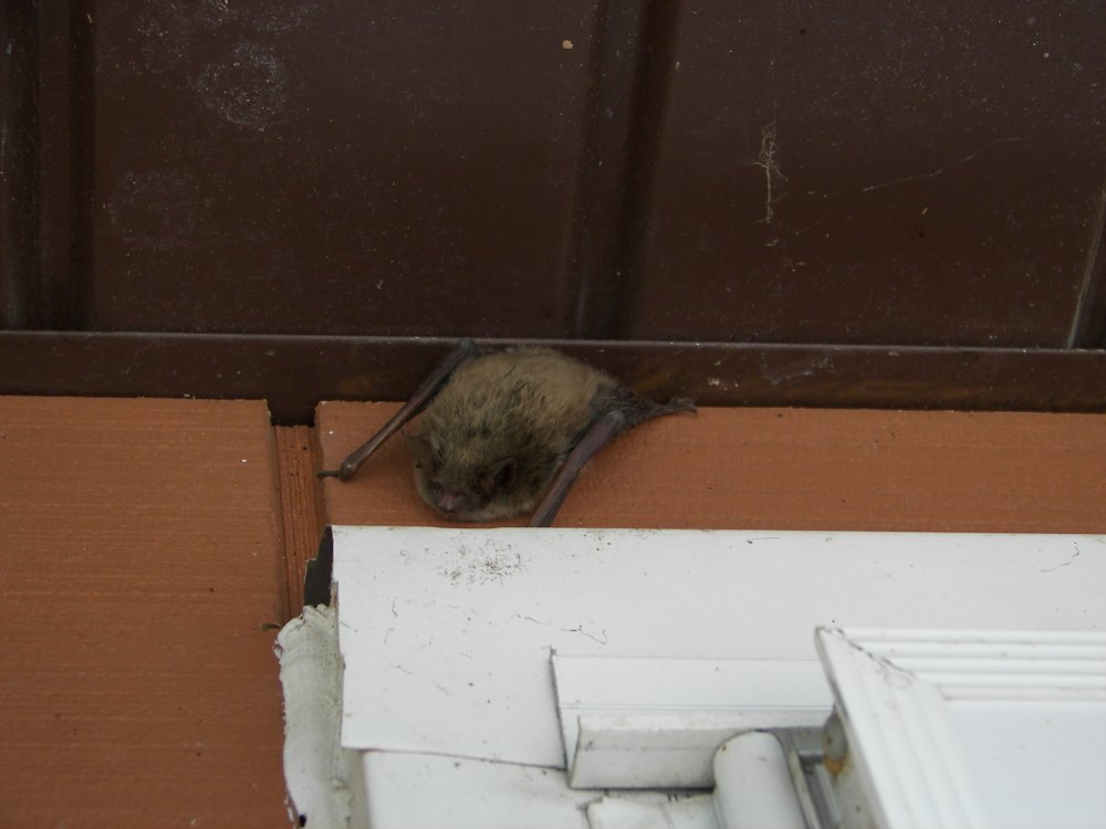 Bat above door