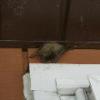 Bat above door
