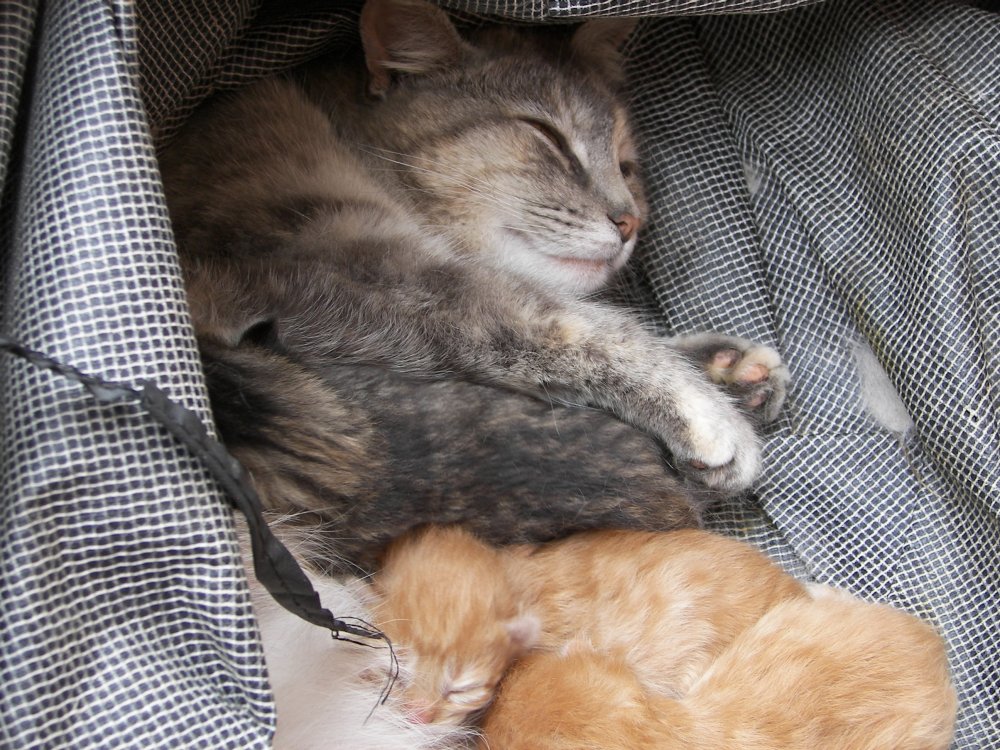 Mama with Kittens