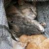 Mama with Kittens