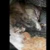 Mama with Kittens