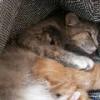 Mama with Kittens