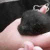 Jay holding Kitten