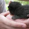 Jay holding Kitten