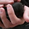 Jay holding Kitten
