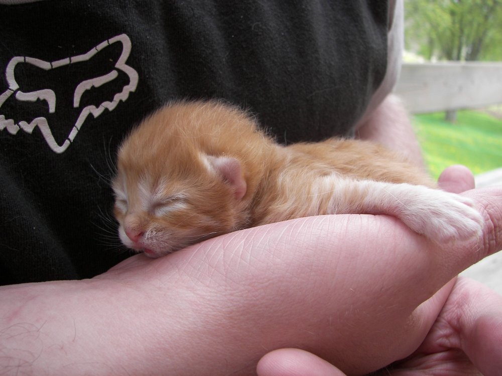 Jay holding Kitten