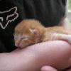 Jay holding Kitten