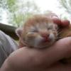 Jay holding Kitten