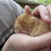 Jay holding Kitten