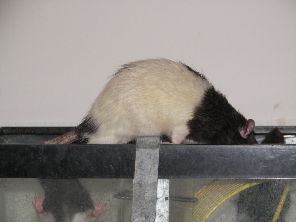 Shy Ratty