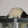 Shy Ratty