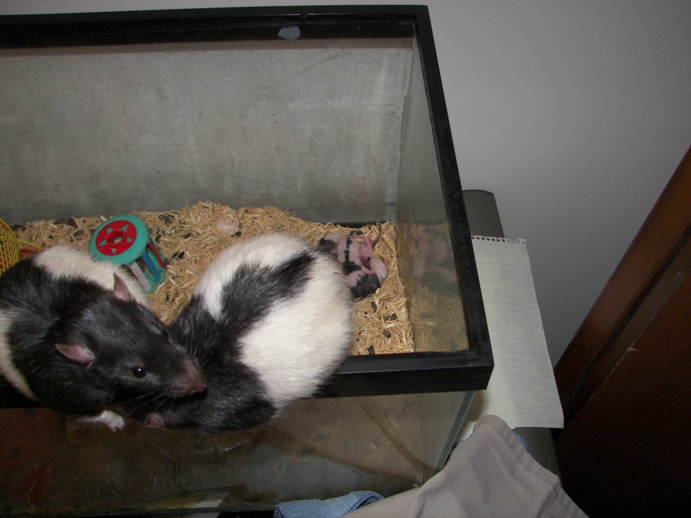 Ratties perched on cage