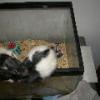 Ratties perched on cage