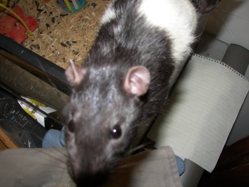 Curious Ratty