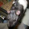 Curious Ratty