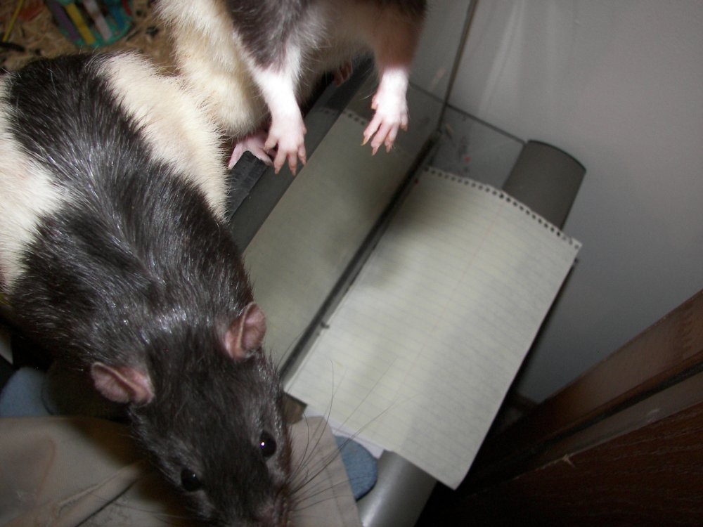 Curious Ratties