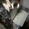 Curious Ratties
