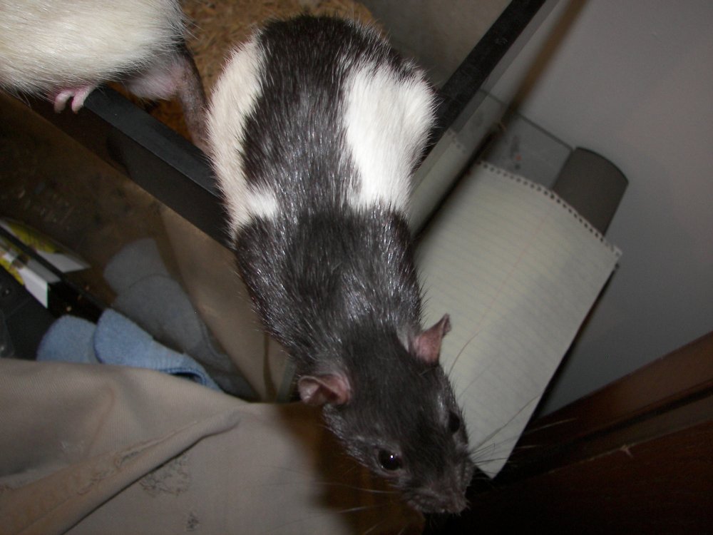 Ratty perched on cage