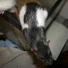 Ratty perched on cage
