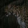 Zoos
