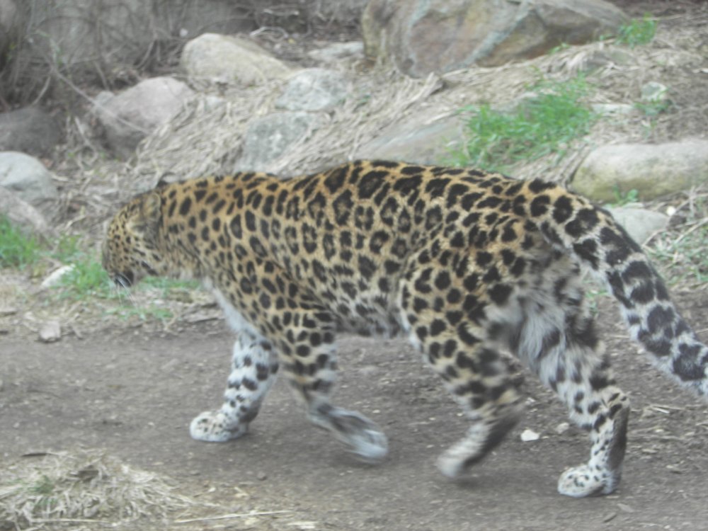 Leopard