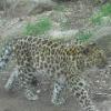 Loepard