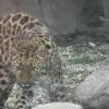 Brookfield Zoo