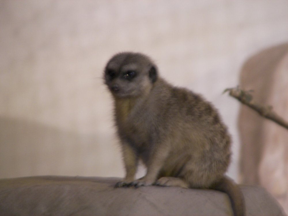 Meerkat