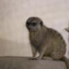 Meerkat