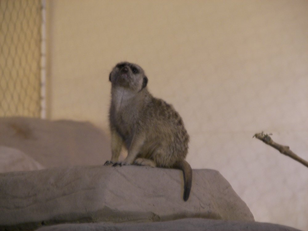 Meerkat