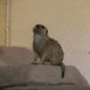 Meerkat