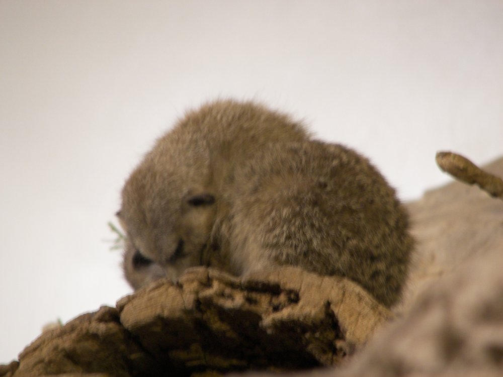 Meerkats