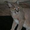 Caracal