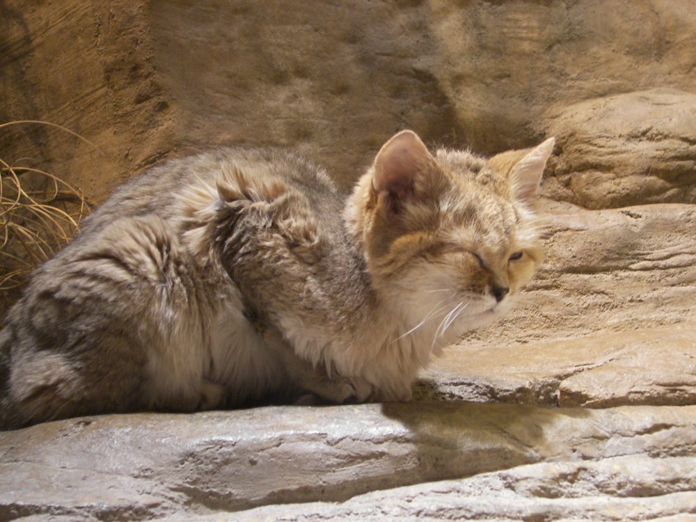 Sand Cat