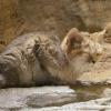 Sand Cat