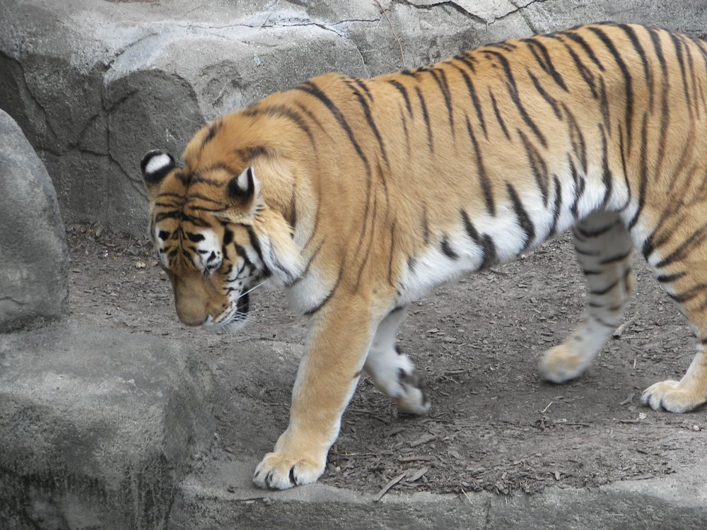 Tiger