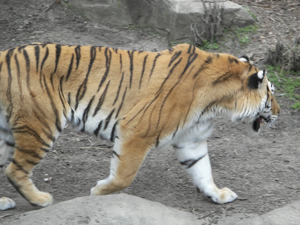 Tiger