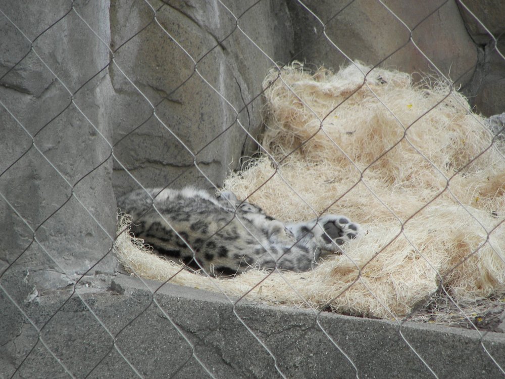 Snow Leopard