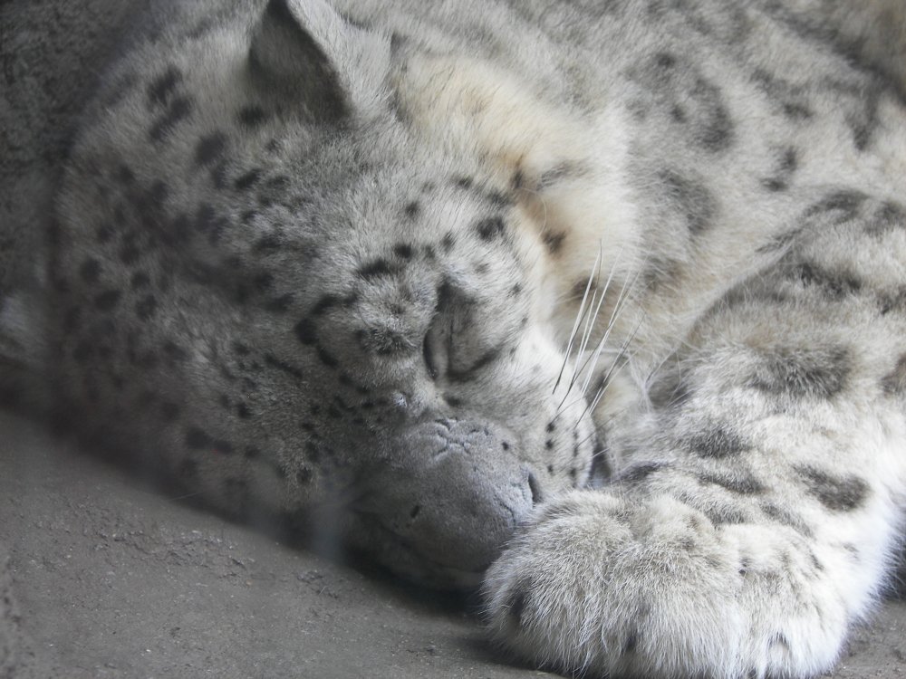 Snow Leopard