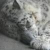 Snow Leopard