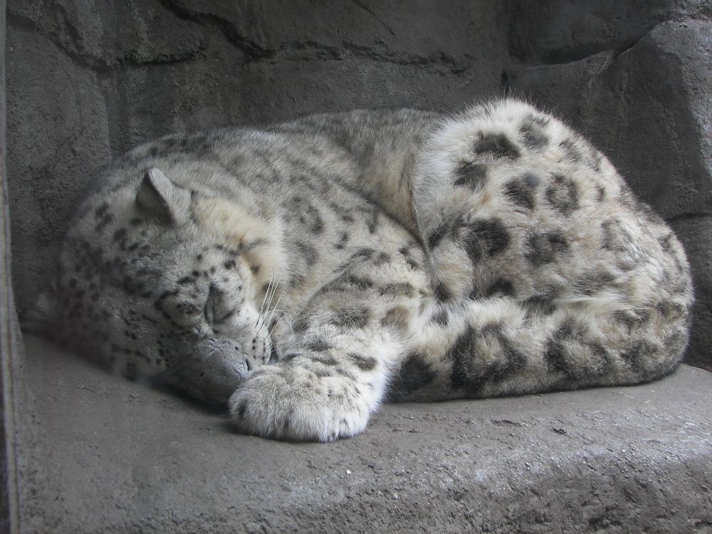 Snow Leopard