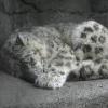 Snow Leopard