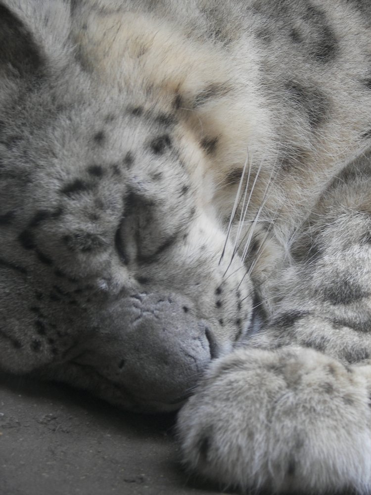 Snow Leopard