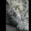 Snow Leopard