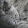 Snow Leopard