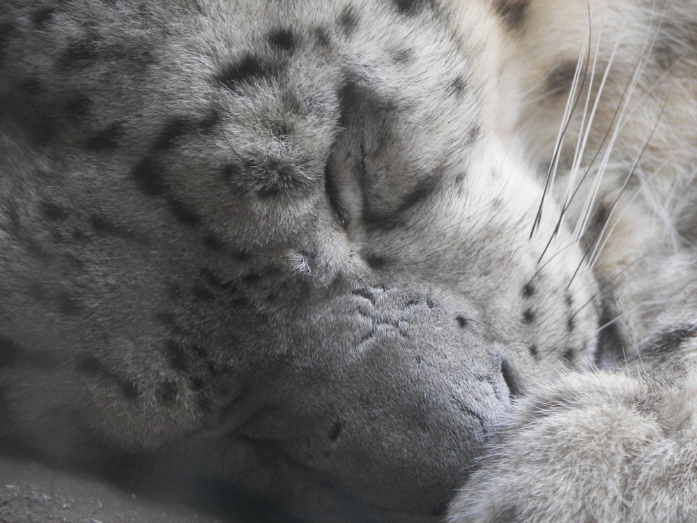 Snow Leopard