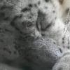Snow Leopard