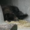 Black Bear