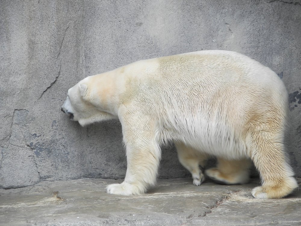 Polar Bear