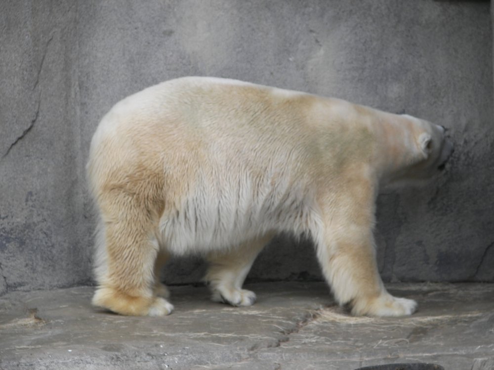 Polar Bear